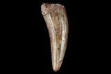 Fossil Phytosaur (Machaeroprosopus) Tooth - New Mexico #133290-1